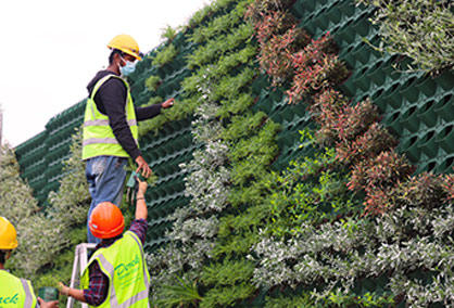 27,600 plants for longest green wall in Malta
